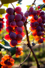 red grapes on vine