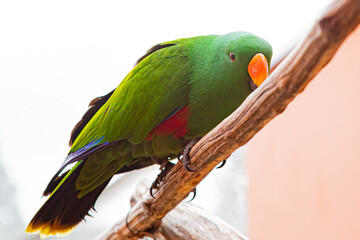 Eclectus roratus