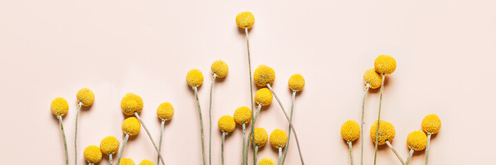 Craspedia globosa dry flowers