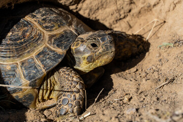 land turtle in the steppe. turtle crawling