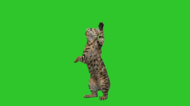 cat waves paws on a green screen