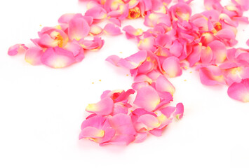 Fototapeta premium Petals of pink roses