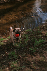 Obraz premium Dog walking in the park