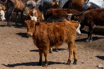 cows graze in the meadow. cows graze at the foot of the mountains. pets walk in the steppe