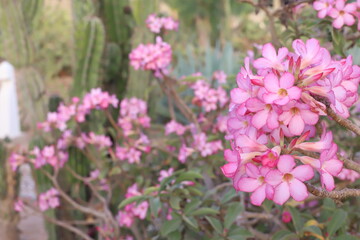 background of pink flowers and green leaves