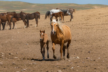 Obraz premium horses graze in the meadow. horses graze at the foot of the mountains. pets walk in the steppe