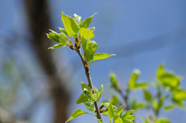 Tree Leaves budding out for Spring