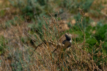 lizard in the steppe. little green lizard