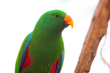 Eclectus roratus