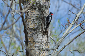 A Male Downy Woodpecker (Dryobates Pubescens) on a Tree