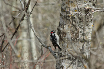 A Male Downy Woodpecker (Dryobates Pubescens) on a Tree