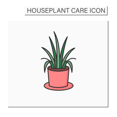 Chlorophytum comosum color icon. Home gardening. Tropical plant interior decor. Beautiful home plant in pot. Houseplant care concept.Isolated vector illustration