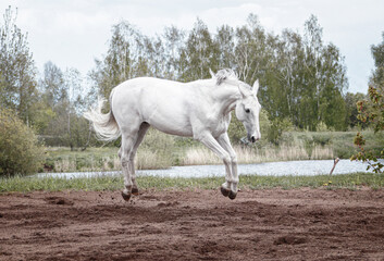Grey latvian breed horse jumping into the air.