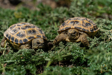 land turtle in the steppe. turtle crawling