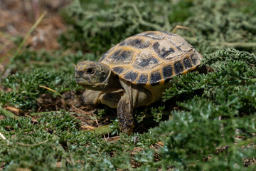 Naklejka na ściany i meble land turtle in the steppe. turtle crawling