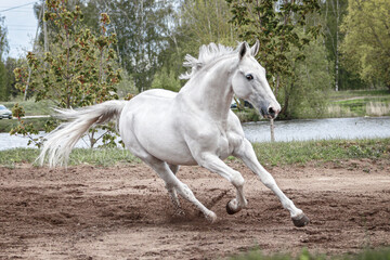 Grey latvian breed horse cantering in the sand field near woods.
