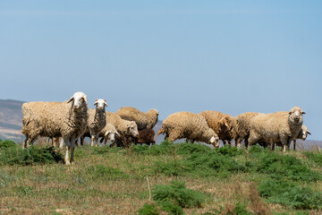 sheep graze in the meadow. sheep graze at the foot of the mountains. pets walk in the steppe