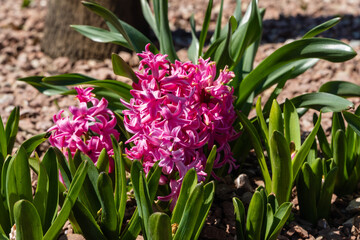 Pink Hyacinthus orientalis (common hyacinth, garden or Dutch hyacinth) in flower bed in French Garden. Close-up. Public city landscape park 