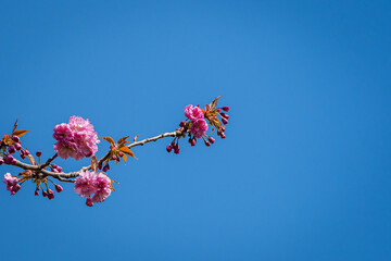 Blooming Tree Prunus 'Kanzan' (Prunus serrulata) with pink flowers. Twig of Prunus 'Kanzan' (Prunus...