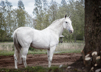 Obraz na płótnie Canvas Light grey latvian breed horse standing sideways showing his posture and conformation.