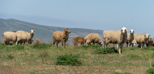 Fototapeta premium sheep graze in the meadow. sheep graze at the foot of the mountains. pets walk in the steppe