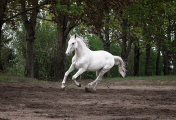 Fototapeta na wymiar Grey latvian breed horse cantering in the sand field near woods.