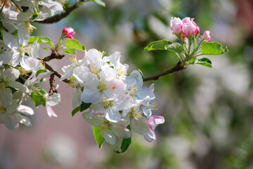 Ein Zweig mit rosa und weißen Apfelblüten.