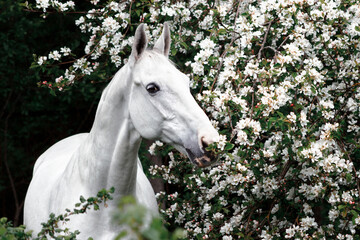 Grey latvian breed horse portrait in blooming apple tree flowers.
