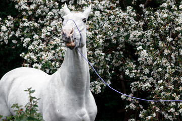 Grey latvian breed horse portrait in blooming apple tree flowers.Funny reaction.