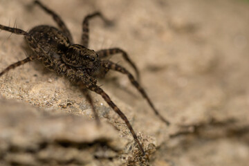 Jumping spider (salticidae) on a rock.