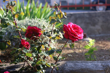 Fototapeta na wymiar Red roses growing in a garden. Selective focus.