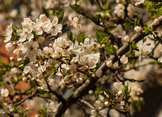 Spring flowers and leaves blossomed in the garden