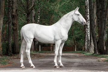 Naklejka na ściany i meble Light grey latvian breed horse standing sideways showing his posture and conformation.