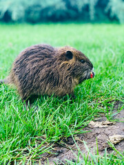 Nutria in the meadow. Dark Muskrat in the meadow. Beaver in the meadow.