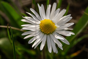 Obraz premium A macro photo of a daisy.