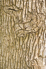 Wood texture cortex, bark tree background    