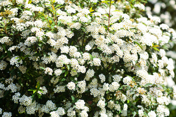 Delicate white flowers in the garden. Romantic atmosphere of a spring meadow, morning gentle clean greenery. Spring fresh garden or leaves in soft focus. Selective focus wallpaper background.