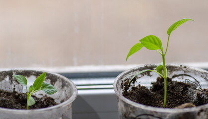 Green pepper seedlings in plastic glasses on the windowsill