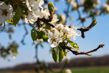 Flowers of the fruit trees on a spring day