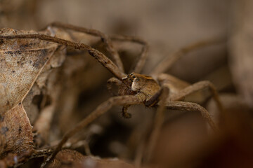 Jumping spider on a forest leaf.