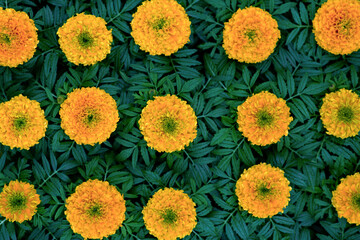 Spring flowers, floral nature background, plants in greenhouse