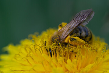 A bee on a dandelion stuck in pollen.