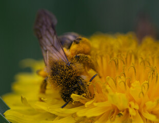 A bee stuck in pollen.