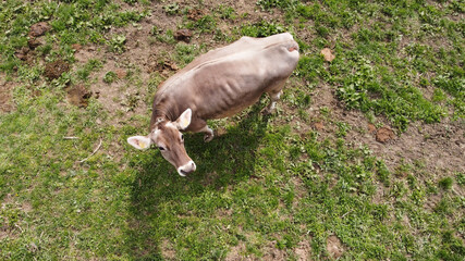 mucca fattoria allevamento foto drone 