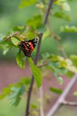 Vanessa indica pertenece a la familia Nymphalidae