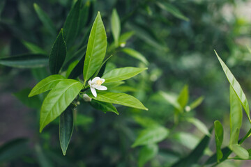 Fototapeta na wymiar close-up of a bud of a blossoming tangerine tree.