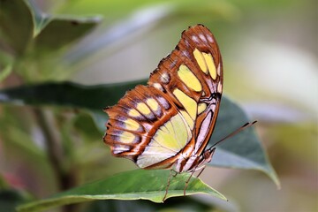 Fototapeta na wymiar Big Eyed Yellow Butterfly