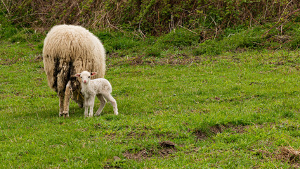 A young lamb grazing on a green meadow accompanied by other sheep. © Daniel