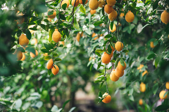 ripe yellow-orange Meyer lemons on a lemon tree.