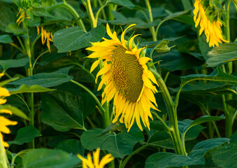sunflower fields at sunset in summer